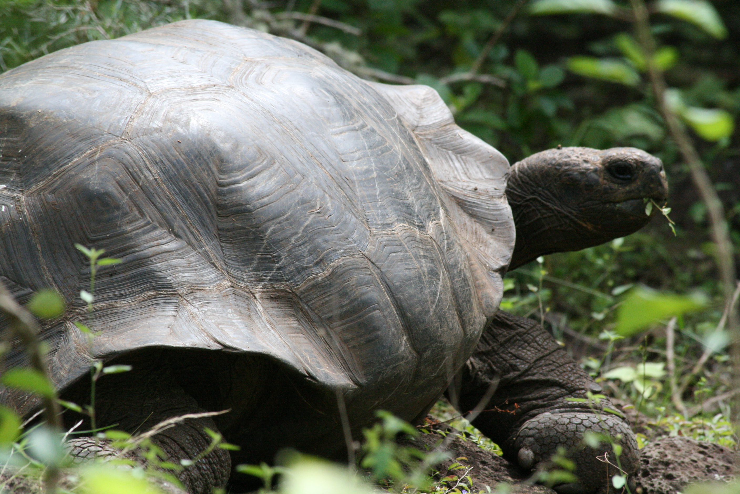 Абинодская Слонова черепаха
